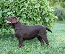 Puppies for sale labrador retriever - Poland, Lodz. Price 800 €