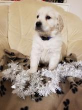 Puppies for sale golden retriever - Belgium, Gant. Price 550 €