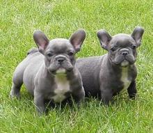 Puppies for sale french bulldog - Kazakhstan, Ust-Kamenogorsk. Price 550 €