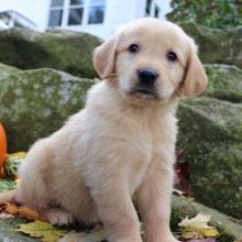 Puppies for sale golden retriever - Denmark, Odense. Price 550 €