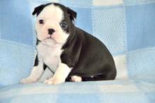 Puppies for sale english bulldog - Turkmenistan, Turkmenabad. Price 550 €