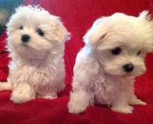 Puppies for sale maltese - Estonia, Narva. Price 550 $