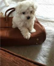 Puppies for sale maltese - Romania, Craiova. Price 450 €