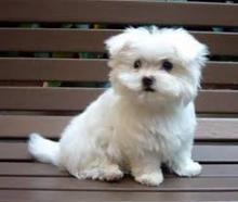 Puppies for sale maltese - Estonia, Tartu. Price 550 $