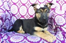 Puppies for sale german shepherd dog - USA, Mississippi