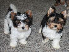 Puppies for sale shih tzu - USA, Kansas