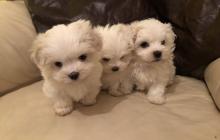 Puppies for sale maltese - Italy, Rovigo. Price 450 €