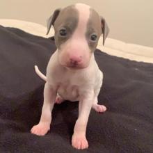 Puppies for sale italian greyhound - USA, Kentucky