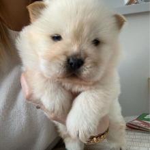 Puppies for sale chow chow - USA, Florida. Price 500 $