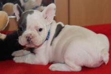 Puppies for sale english bulldog - USA, Indiana, Indianapolis