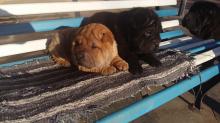 Puppies for sale shar pei - Luxembourg, Luxembourg