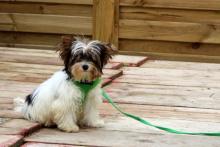 Puppies for sale yorkshire terrier - Luxembourg, Luxembourg