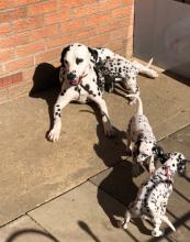 Puppies for sale dalmatian - Luxembourg, Luxembourg