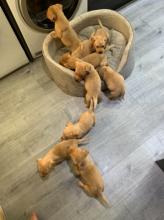 Puppies for sale labrador retriever - Luxembourg, Luxembourg