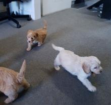 Puppies for sale cocker spaniel - Luxembourg, Luxembourg
