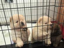 Puppies for sale chow chow - Luxembourg, Luxembourg