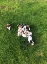 Puppies for sale jack russell terrier - Luxembourg, Luxembourg