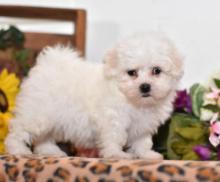Puppies for sale maltese - Luxembourg, Luxembourg