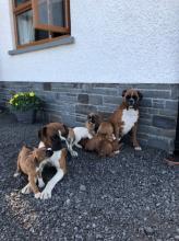 Puppies for sale boxer - Luxembourg, Luxembourg