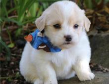 Puppies for sale english bulldog - United Kingdom, Blackburn