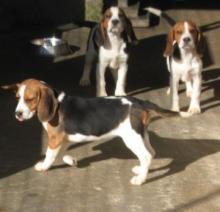 Puppies for sale beagle - Luxembourg, Luxembourg