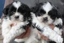 Puppies for sale shih tzu - Austria, Vienna