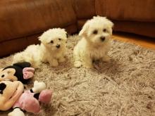 Puppies for sale maltese - Czech Republic, Pardubice