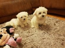 Puppies for sale maltese - Czech Republic, Banska Bystrica