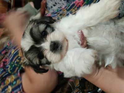 Продам щенка Бивер йорк - Украина, Полтава. Цена 3000 гривен