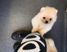 Puppies for sale pomeranian spitz, pomeranian - USA, Ohio, cleveland. Price 600 $