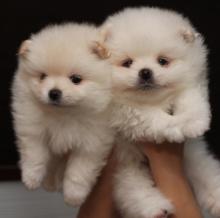 Puppies for sale pomeranian spitz, pomeranian - USA, Ohio, cleveland. Price 600 $