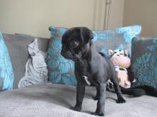 Puppies for sale pug - Estonia, Sillamyae