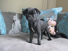 Puppies for sale pug - Ukraine, Kharkiv