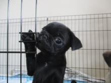 Puppies for sale pug - United Kingdom, Oxford