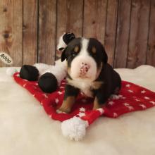Puppies for sale great swiss mountain dog - Poland, Szczecin. Price 1500 €