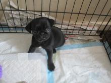 Puppies for sale pug - Belgium, Brussels