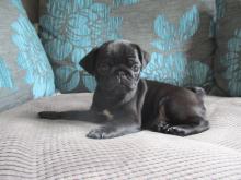 Puppies for sale pug - France, Saint-Etienne