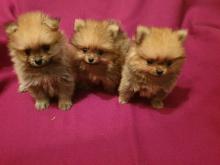 Puppies for sale german spitz - Slovenia, Novi Sad