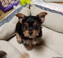 Puppies for sale yorkshire terrier - Canada, Ontario. Price 600 $