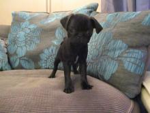 Puppies for sale pug - Denmark, Kopenagen