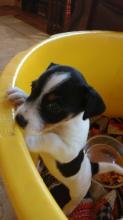 Puppies for sale jack russell terrier - Ireland, Dublin