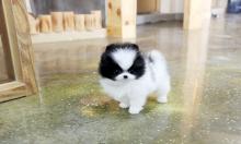 Puppies for sale pomeranian spitz - Germany, Stuttgart. Price 100 €