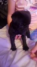 Puppies for sale pug - Denmark, Kopenagen