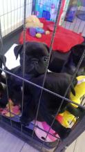 Puppies for sale pug - Germany, Berlin