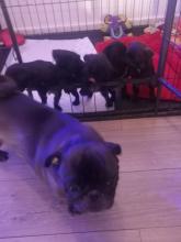 Puppies for sale pug - Greece, Athens