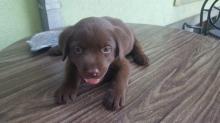 Puppies for sale labrador retriever - Slovenia, Novi Sad, Ruma