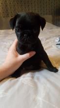 Puppies for sale pug - Poland, Gdansk