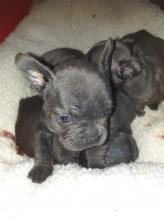 Puppies for sale french bulldog - Romania, Bucharest