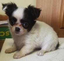 Puppies for sale chihuahua - Russia, Ekaterinburg