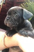 Puppies for sale french bulldog - Kazakhstan, Karaganda